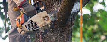 Best Tree and Shrub Care  in Burley, ID