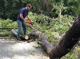 Best Arborist Consultation Services  in Burley, ID