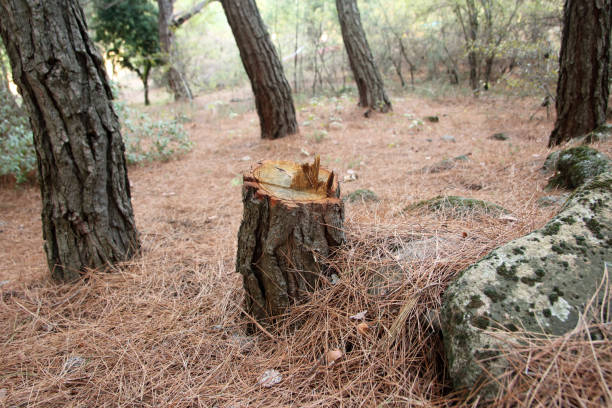 Best Emergency Tree Removal  in Burley, ID