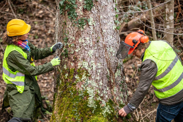 Burley, ID Tree Services Company