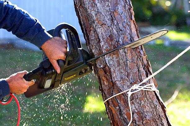 Best Tree Disease Treatment  in Burley, ID