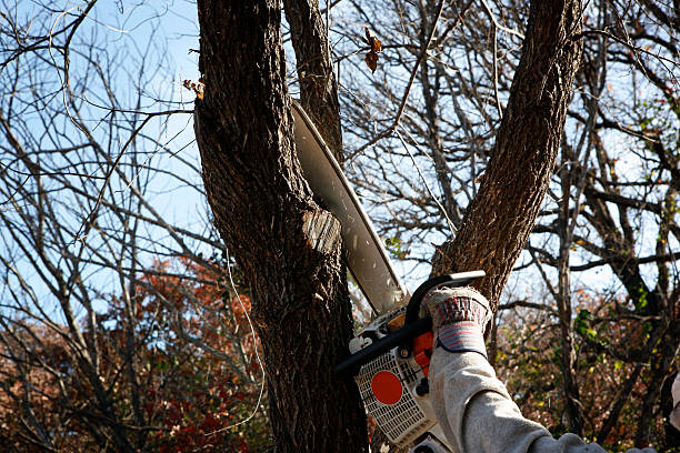 Best Tree Preservation Services  in Burley, ID