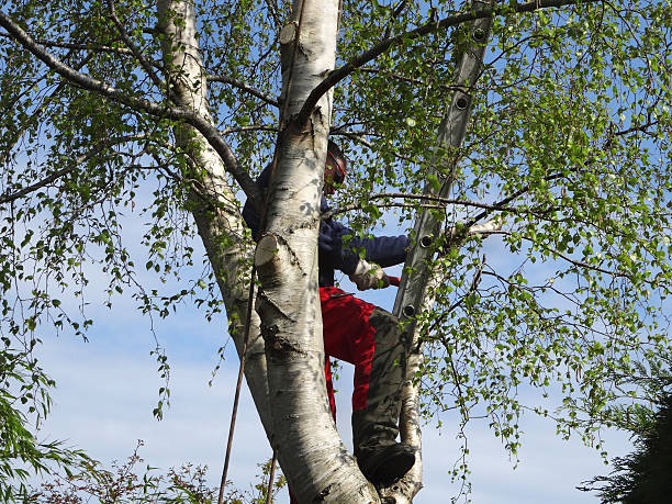 How Our Tree Care Process Works  in  Burley, ID