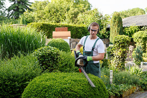 Best Root Management and Removal  in Burley, ID