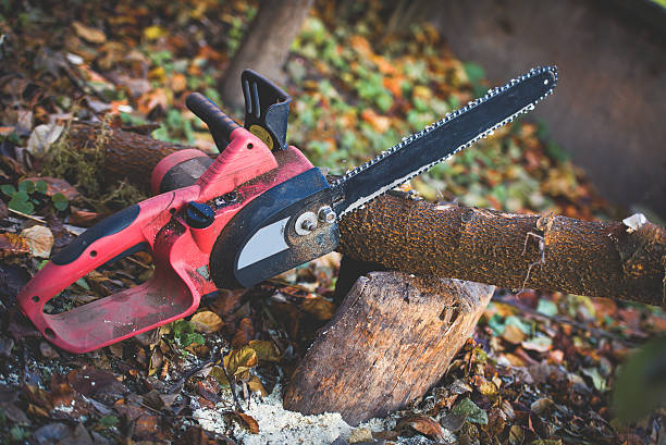 Best Stump Grinding and Removal  in Burley, ID