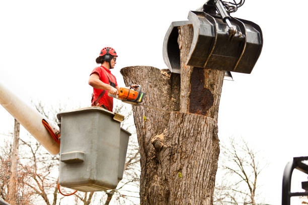 Best Tree Risk Assessment  in Burley, ID